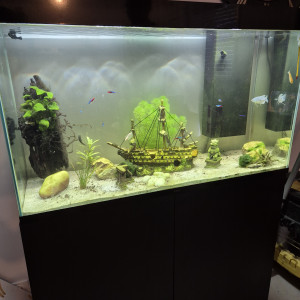 Vend aquarium avec poisson
