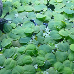 Plante flottante pour aquarium et bassin