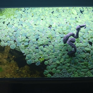 Plante flottante pour aquarium et bassin