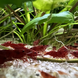 Crevettes Bloody Mary