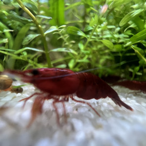 Crevettes Bloody Mary