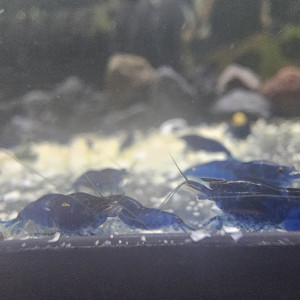 Neocaridina bleu