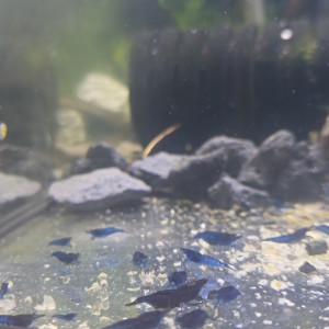 Neocaridina bleu