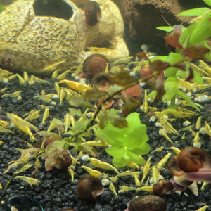 Crevettes yellow neon