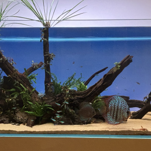 DONNE DIVERS POISSONS ET CREVETTES