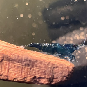 Neocaridina davidii