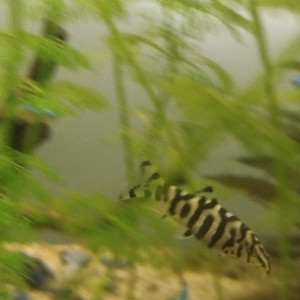 Poisson botia lochata