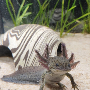 Axolotl