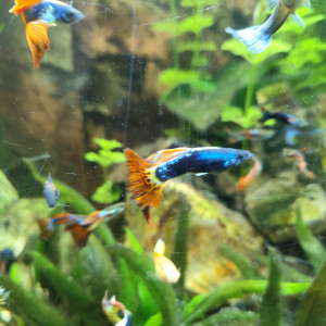 Guppy