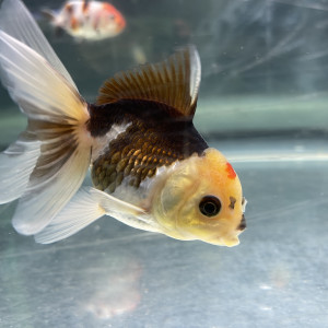 Oranda panda grade AA