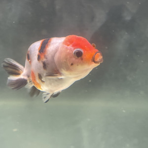 Poisson rouge japonais Ranchu grade A