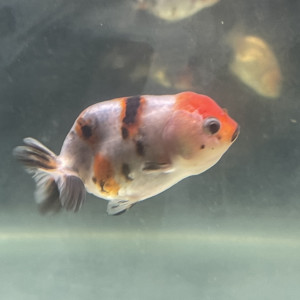 Poisson rouge japonais Ranchu grade A