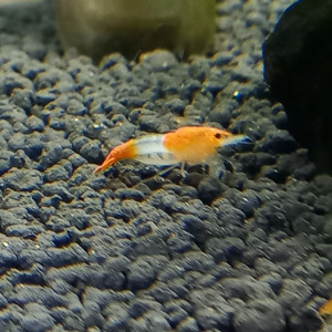 Crevette rili orange