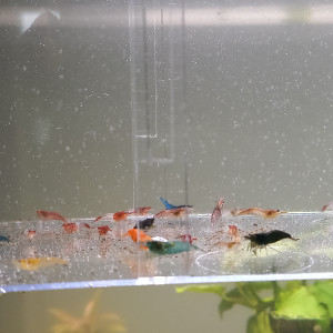 Crevettes déclassé tout venant