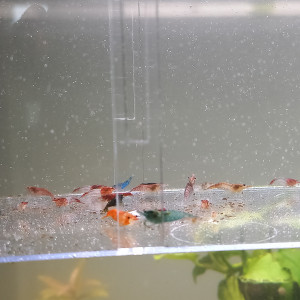 Crevettes déclassé tout venant