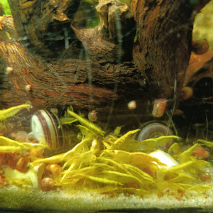 Crevettes yellow néon