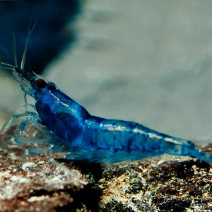 Crevettes Blue Velvet