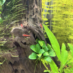 Crevette Red Cherry