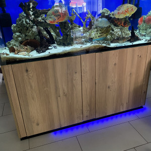 Oscars et poisson perroquet