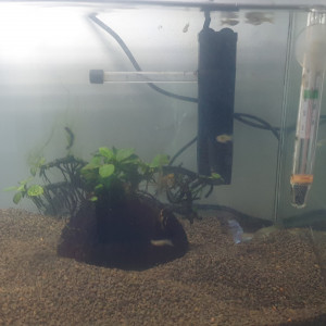 Don de guppy