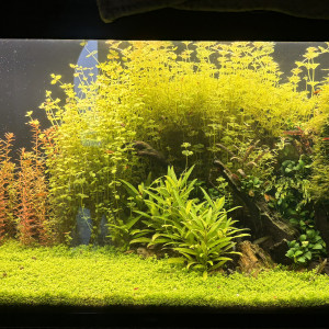 Plantes