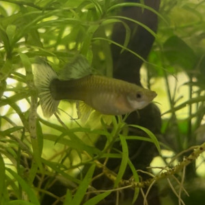 Guppy/Endlers Mix