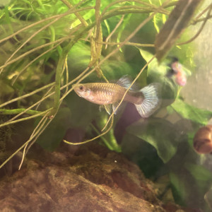 Guppy/Endlers Mix
