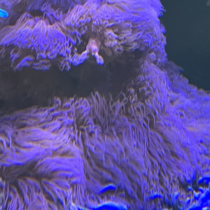 Vente ou échange coraux mous