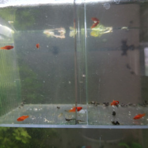 Bébés platy