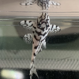 Hypancistrus L236 super White