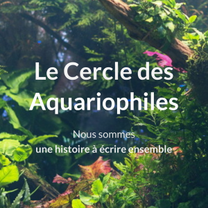 Bonjour se qui ne veulent pas d’œuf de leur couple d’axolotl
