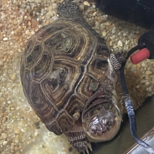 DON Pelomedusa roussâtre (mâle)