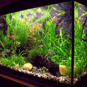 recherche aquarium minimum 200 litres