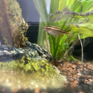2 Barbus cerise