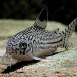 Corydoras