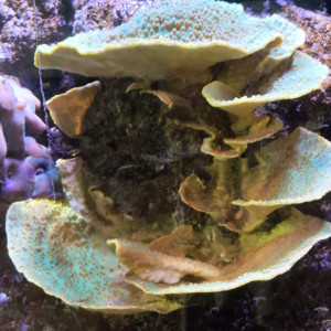 Montiporas à vendre