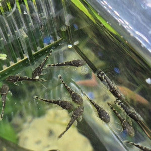 ancistrus