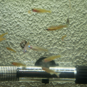 Pseudomugil gertrudae