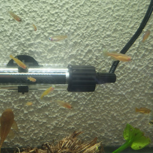 Pseudomugil gertrudae