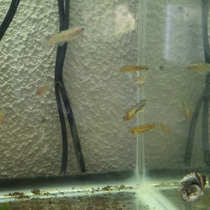 Pseudomugil gertrudae