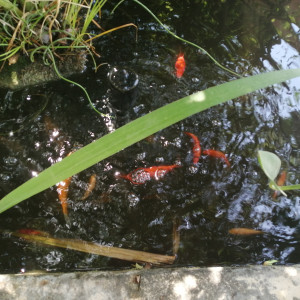 DONNE DES POISSONS DE BASSIN