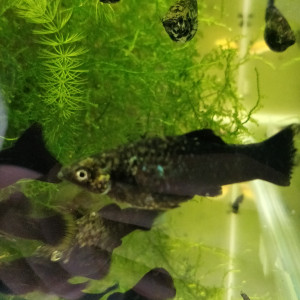 Black mollys