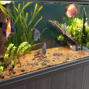 Discus