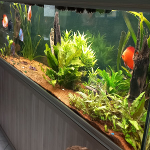 Discus
