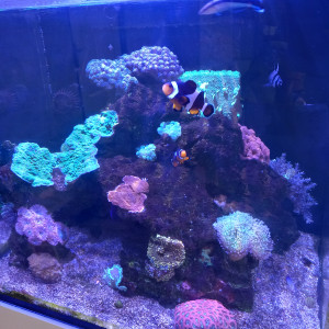 Aquarium