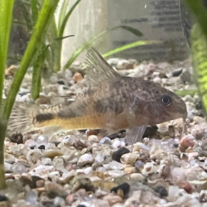 Corydoras