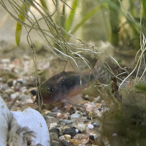 Corydoras