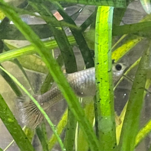 Guppy