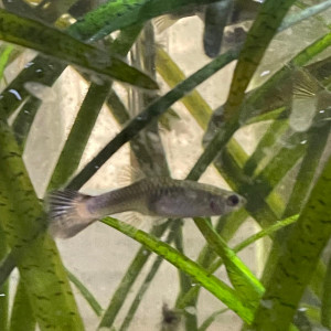 Guppy