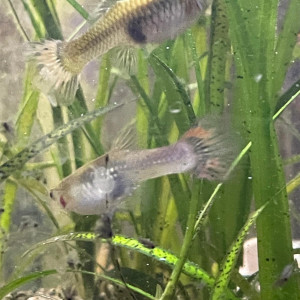Guppy